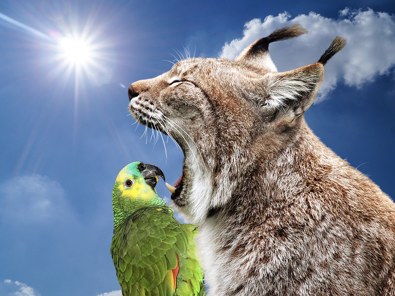 smiling dentist portrait